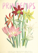 Fleurs color&eacute;es au printemps enjou&eacute;